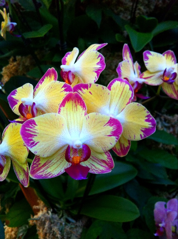Orchids at Kew. Click to see my full Flickr gallery.